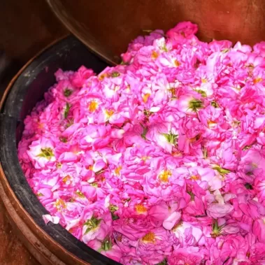 Rose Flowers and petals