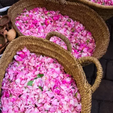 Rose flowers and petals