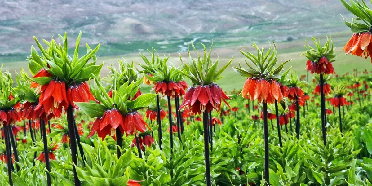 Chaharmahal and Bakhtiari Province Chaharmahal and Bakhtiari Province