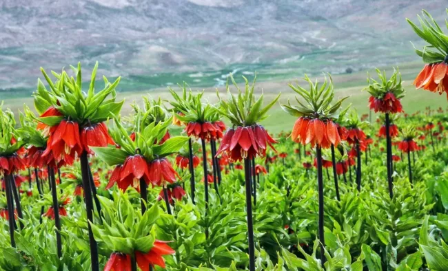 Chaharmahal and Bakhtiari Province