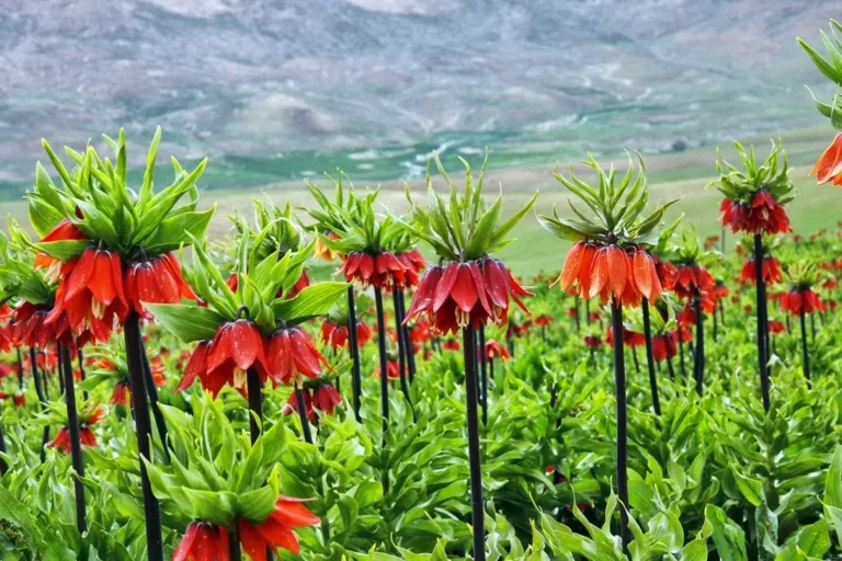 Chaharmahal and Bakhtiari Province Chaharmahal and Bakhtiari Province