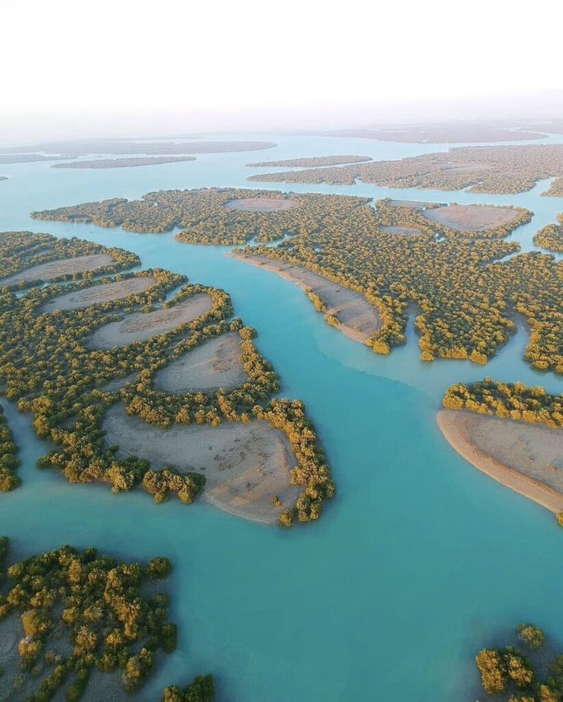 Mangrove forests along the Persian Gulf coastline, Qeshm Island