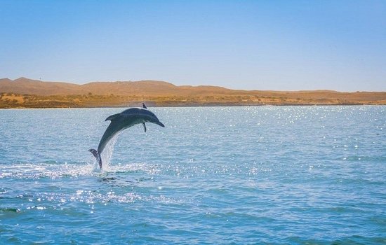 Bay of dolphins in Hengam Island coastline near Qeshm in the Persian Gulf